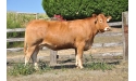 BEL ORIENT - Limousin